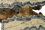 Mammoth Molar Slice With Case - South Carolina #335359-2